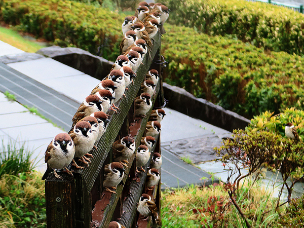 強まる雨の中、スズメたちがとった行動は？　「すげえ！」「実際に見たい」