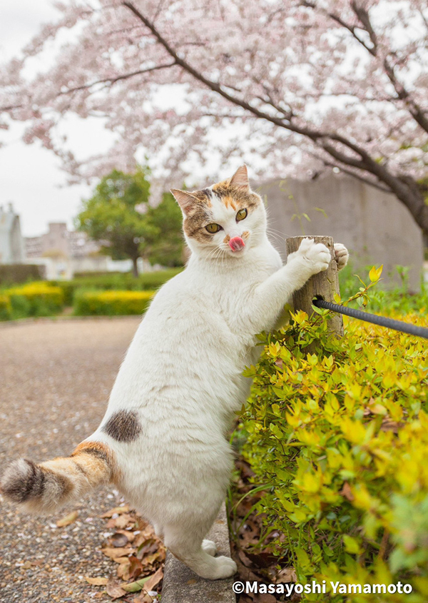『特等席』で桜を見るのは？　花見の写真に「これは勝てない」「泣けてきた」