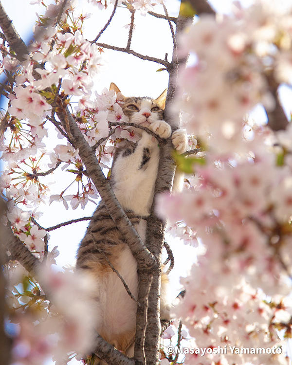 『特等席』で桜を見るのは？　花見の写真に「これは勝てない」「泣けてきた」