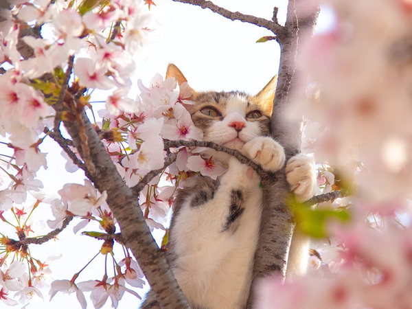 『特等席』で桜を見るのは？　花見の写真に「これは勝てない」「泣けてきた」
