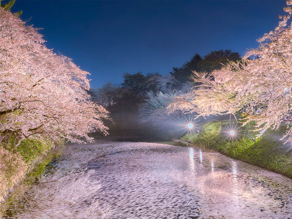 日本一の名所の桜が舞い落ちて…　絶景に「儚く美しい」「すごすぎます」