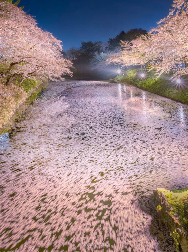 日本一の名所の桜が舞い落ちて…　絶景に「儚く美しい」「すごすぎます」