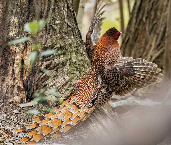 激写した『日本の野鳥』が？　その姿に「すごすぎる」「思わず拝んだ」