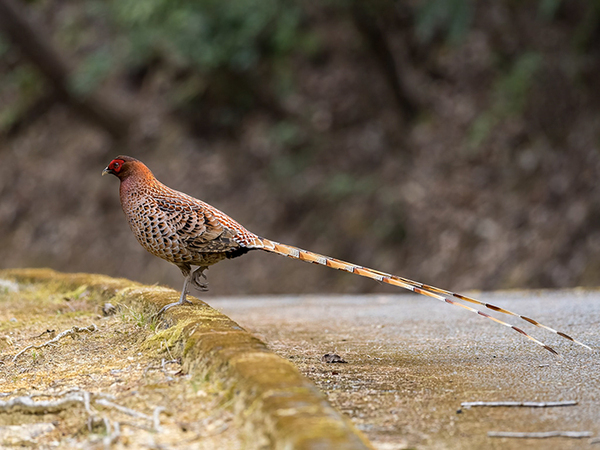 激写した『日本の野鳥』が？　その姿に「すごすぎる」「思わず拝んだ」