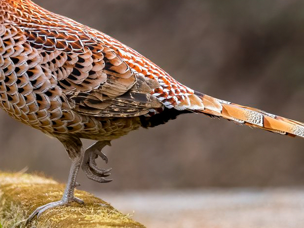 激写した『日本の野鳥』が？　その姿に「すごすぎる」「思わず拝んだ」