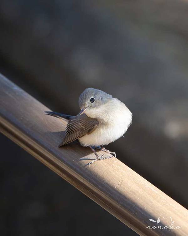 野鳥界の田中みな実…　撮影された１枚に「コレは確信犯」「あざとかわいい」