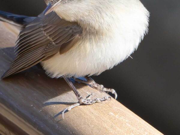 野鳥界の田中みな実…　撮影された１枚に「コレは確信犯」「あざとかわいい」