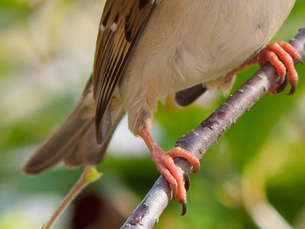 「僕が桜を散らしています」　木の上を見ると？「これはグッジョブ」「お前の仕業かー！」