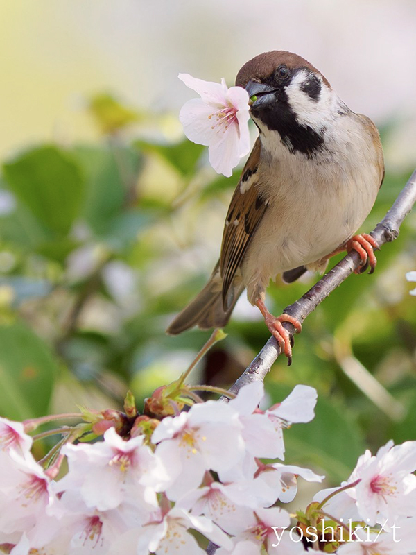 「僕が桜を散らしています」　木の上を見ると？「これはグッジョブ」「お前の仕業かー！」