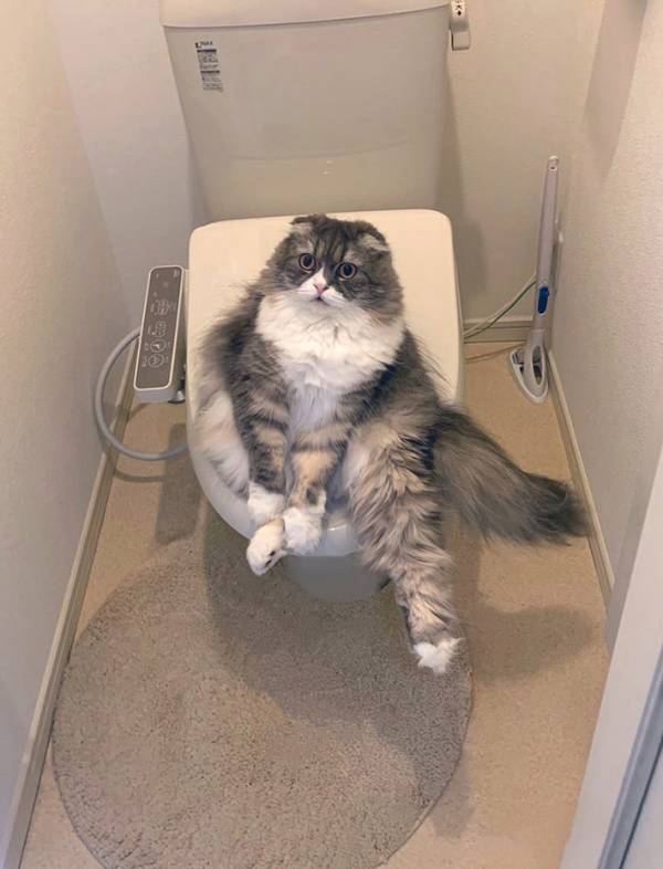 鍵のかかっていないトイレ、開けると？　『先客』の表情にジワジワくる