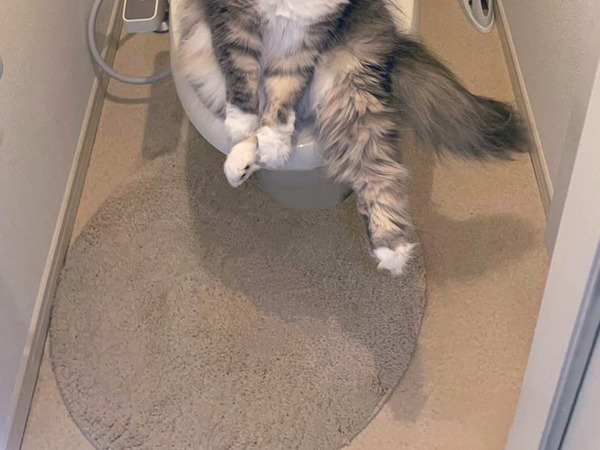 鍵のかかっていないトイレ、開けると？　『先客』の表情にジワジワくる