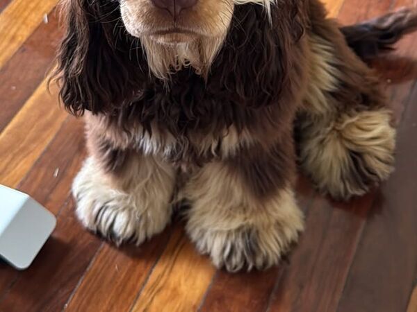 この子犬が５か月後…！「５人目のビートルズ？」「８０年代のギタリストのよう」