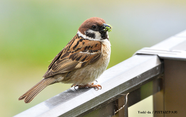 『疲れ切ったスズメ』の姿に反響！　「かわいすぎるパンケーキ」「まるで大福」