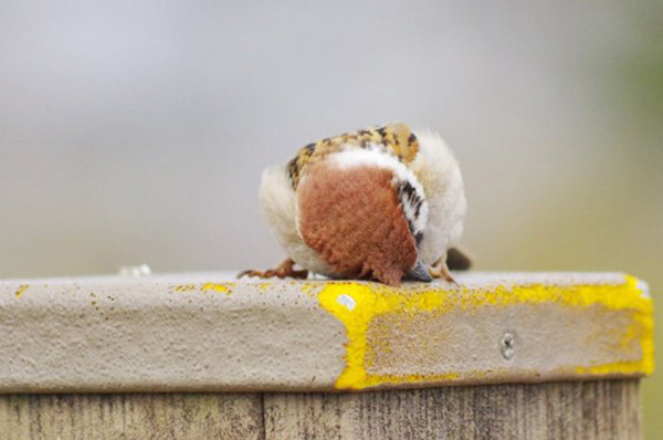 『疲れ切ったスズメ』の姿に反響！　「かわいすぎるパンケーキ」「まるで大福」