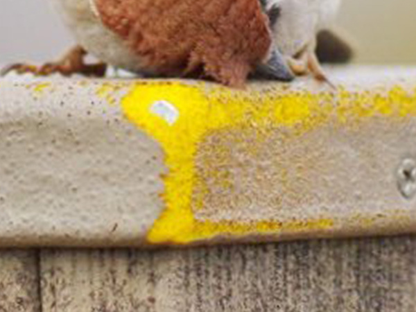 『疲れ切ったスズメ』の姿に反響！　「かわいすぎるパンケーキ」「まるで大福」