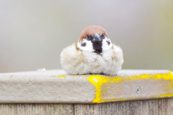 『疲れ切ったスズメ』の姿に反響！　「かわいすぎるパンケーキ」「まるで大福」