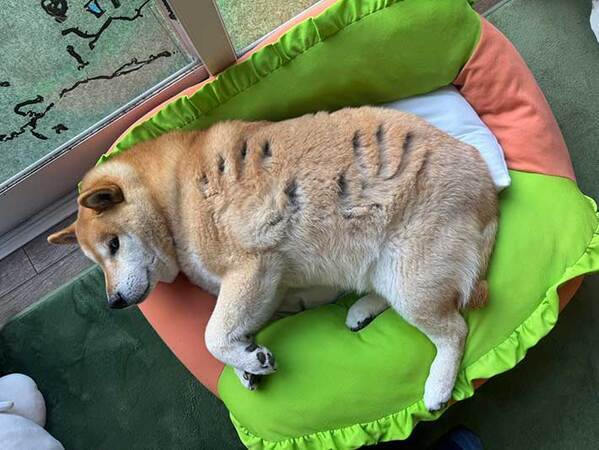 『被害者のような顔』をする柴犬　理由に「そりゃ睨まれるわ」「笑った」