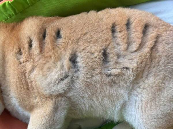 『被害者のような顔』をする柴犬　理由に「そりゃ睨まれるわ」「笑った」