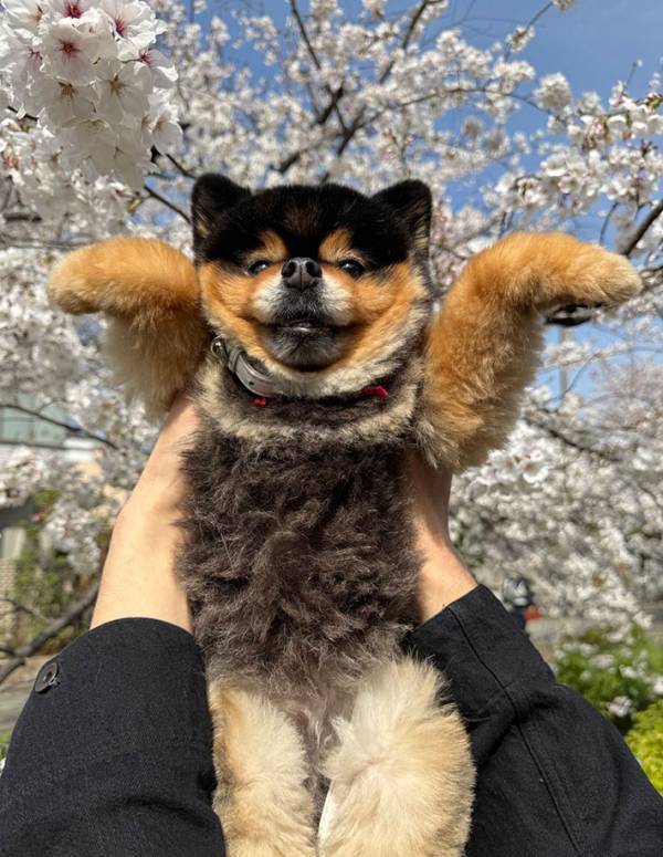 桜の下で写真を撮られたポメ　まさかのポーズに「響き渡るぐらい笑い声出た」「悶絶する」