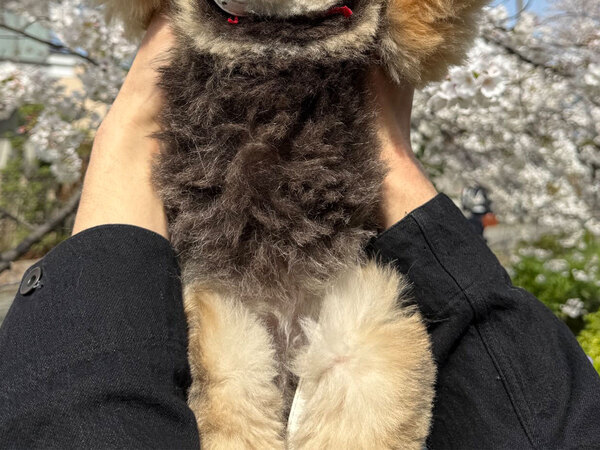 桜の下で写真を撮られたポメ　まさかのポーズに「響き渡るぐらい笑い声出た」「悶絶する」