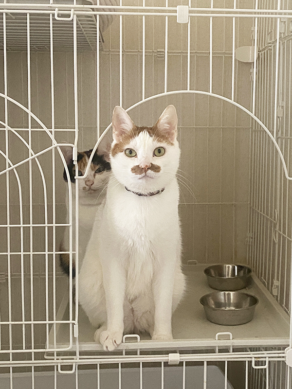 ご飯をねだる猫　飼い主の一言に「１００回頷いた」「温度差に吹いたわ」