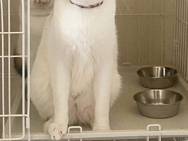 ご飯をねだる猫　飼い主の一言に「１００回頷いた」「温度差に吹いたわ」