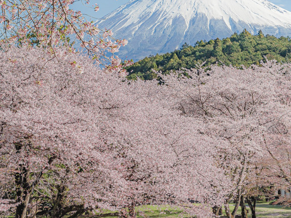 「最も美しい組み合わせです」　静岡県での１枚に、ネットが感動