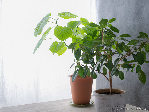 園芸メーカーに聞いた！　観葉植物を室内に置くのに『NGな場所』はどこ？