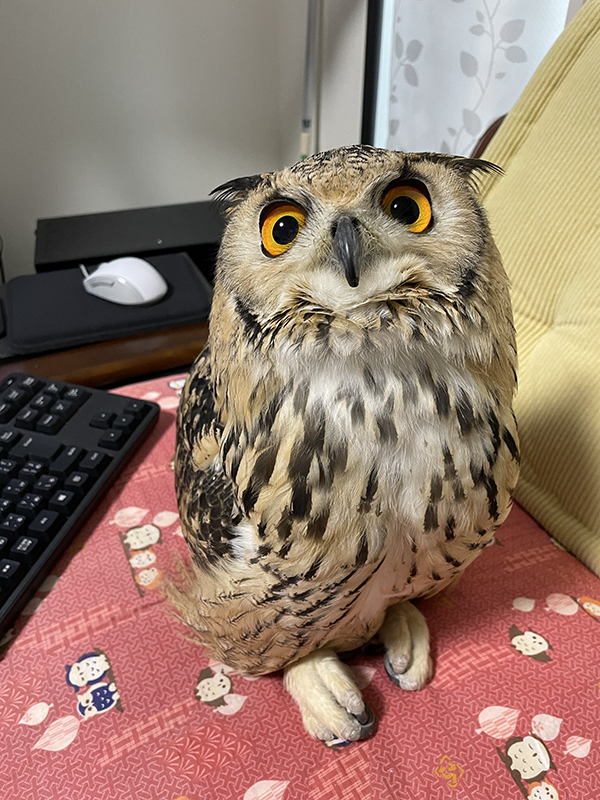 部屋にいるのはスズメ…ではなく？　その姿に「デカすぎる」「存在感強すぎでしょ」