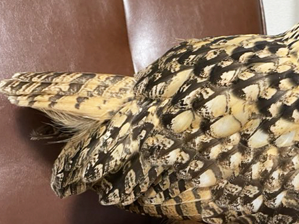 部屋にいるのはスズメ…ではなく？　その姿に「デカすぎる」「存在感強すぎでしょ」