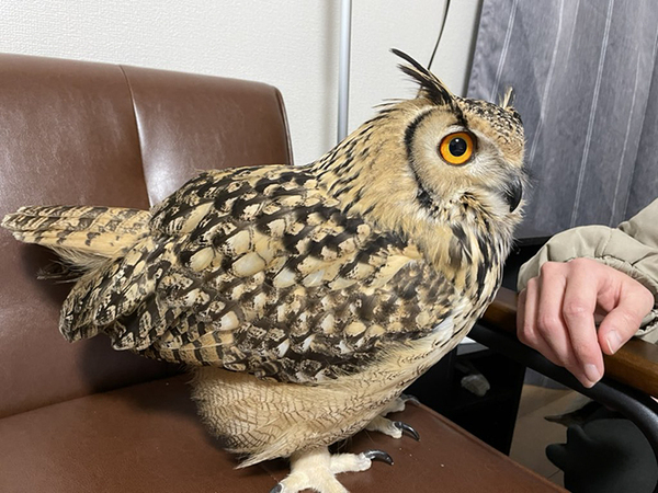 部屋にいるのはスズメ…ではなく？　その姿に「デカすぎる」「存在感強すぎでしょ」