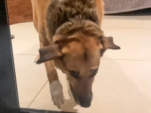 ドアが怖くて通れない　トラウマを抱えた犬を助けたのは…「泣いた」