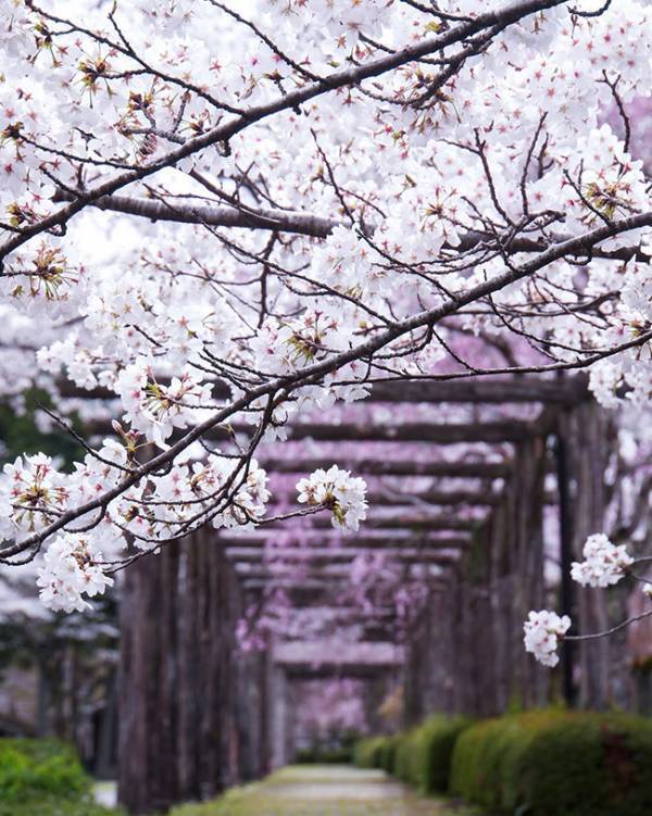 ２つの桜が咲き誇る『桜のトンネル』　美しい花々の下にあるのは…