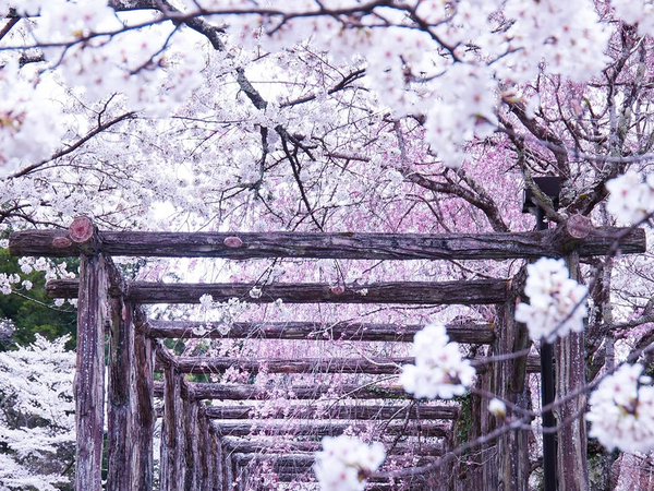 ２つの桜が咲き誇る『桜のトンネル』　美しい花々の下にあるのは…