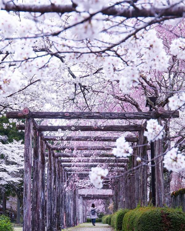 ２つの桜が咲き誇る『桜のトンネル』　美しい花々の下にあるのは…