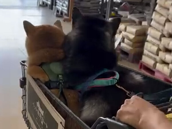 実は見かけ倒し？　ピンチに弱すぎるビビリアンハスキーが「愛しすぎる」