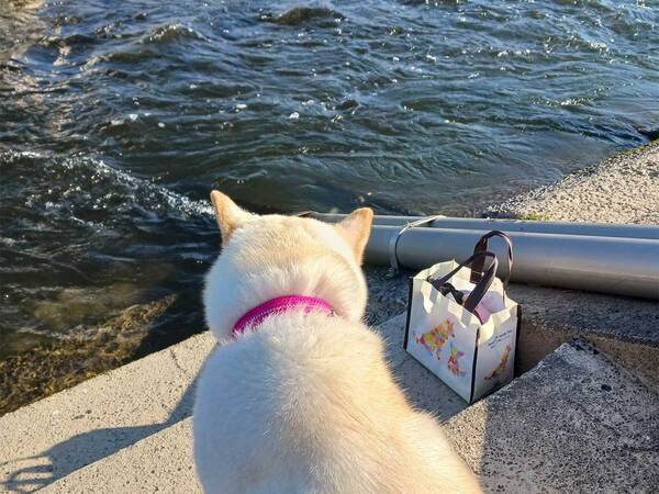 猫の後ろ姿かと思いきや…？　写真に「あ、あれれ？」「本気で猫かと…」