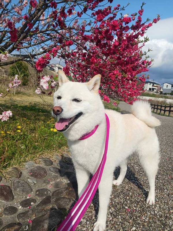 猫の後ろ姿かと思いきや…？　写真に「あ、あれれ？」「本気で猫かと…」