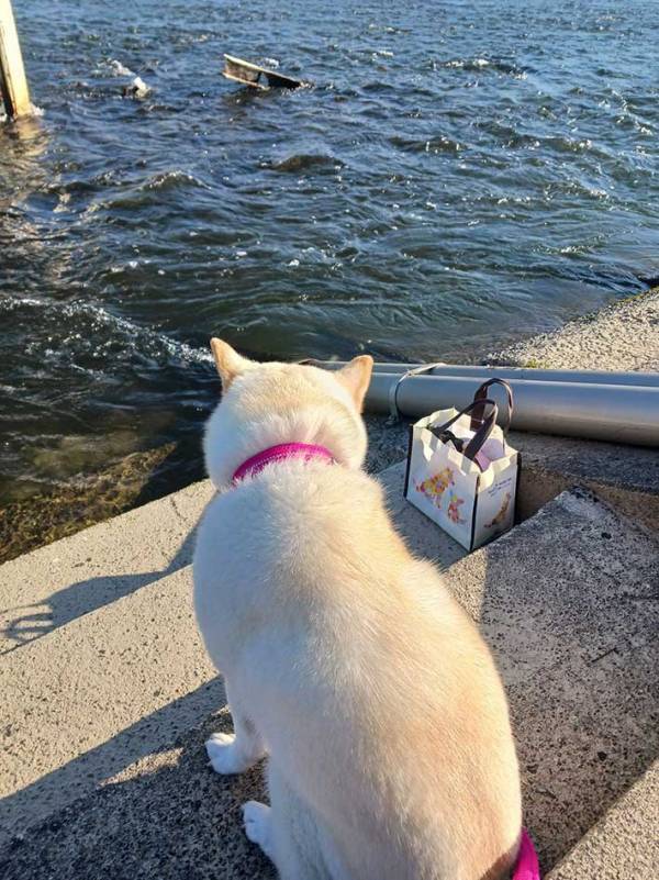 猫の後ろ姿かと思いきや…？　写真に「あ、あれれ？」「本気で猫かと…」