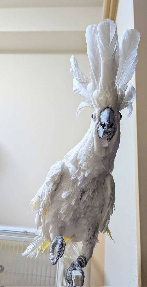 信じられますか…？　オウムを写した２枚に「フォルムがすごい」