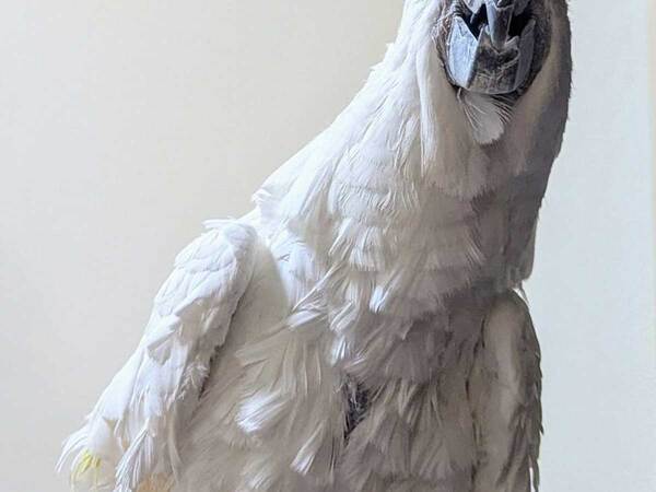 信じられますか…？　オウムを写した２枚に「フォルムがすごい」