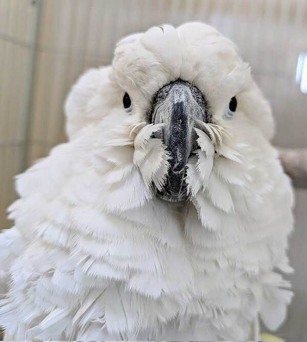 信じられますか…？　オウムを写した２枚に「フォルムがすごい」