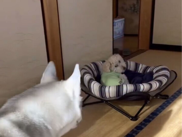 自分よりも体が小さいのに…　挑発したハスキーの最後に「爆笑した」「悪ガキだ」