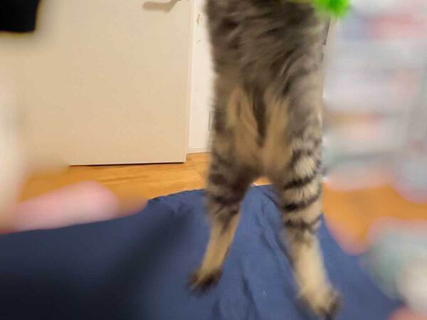 ねこじゃらしで遊ぶ猫に引いた…　まさかの表情に「声出た」「暴走状態のエヴァ」