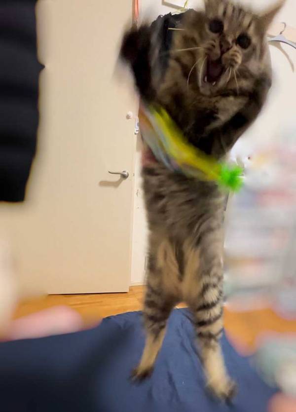 ねこじゃらしで遊ぶ猫に引いた…　まさかの表情に「声出た」「暴走状態のエヴァ」