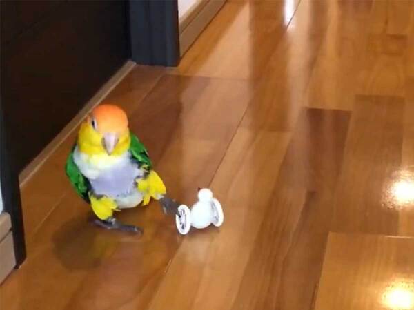 オモチャで遊んでいた鳥が、突然…？「外で見たらアカン」「ジュース吹き出た」