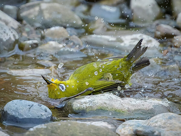 「合成写真かと思った」「笑いました」　警戒心ゼロのメジロの姿が、話題に