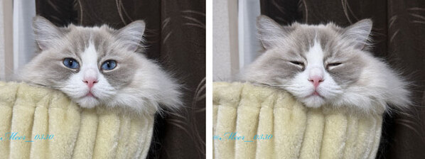 床に置いていた『カップ焼きそば』が…「自由すぎて大爆笑！」