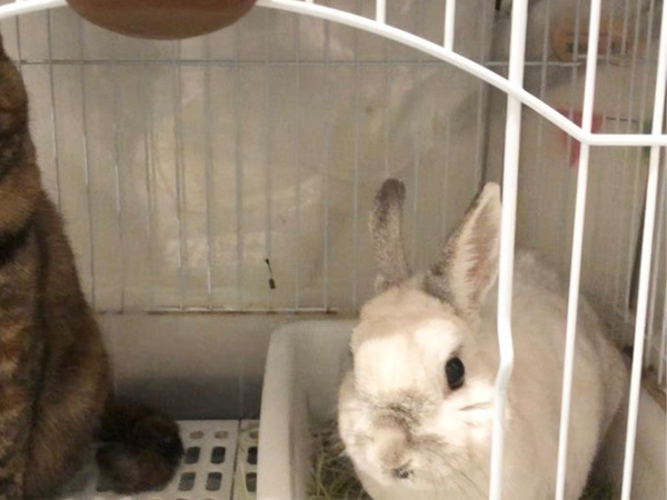 ウサギの隣を見ると…？　「ウケる」「強い意志を感じる」