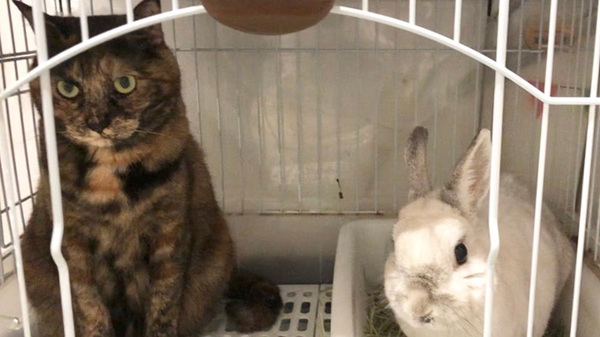 ウサギの隣を見ると…？　「ウケる」「強い意志を感じる」